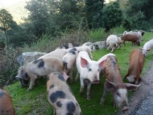 Wild pigs in the mountains, Corsica. Join us on our 2017 Corsica car tour.